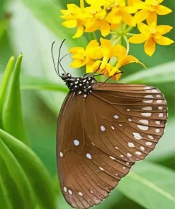 Brown Butterfly Diamond Painting