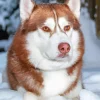 Brown Eyes Husky Diamond Painting
