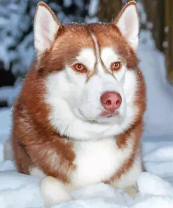 Brown Eyes Husky Diamond Painting