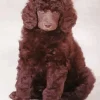 Brown Fluffy Poodle Diamond Painting