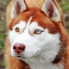 Brown Husky With Different Colored Eyes Diamond Painting