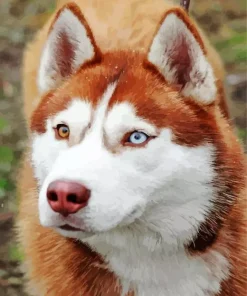 Brown Husky With Different Colored Eyes Diamond Painting