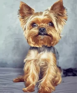 Brown Morkie Puppy Diamond Painting