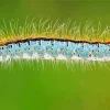 Caterpillar Insect Diamond Painting