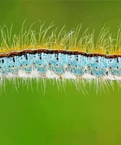 Caterpillar Insect Diamond Painting
