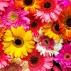 Colorful Gerbera Daisy Diamond Painting