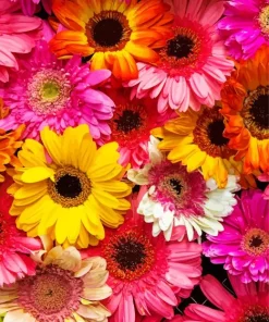 Colorful Gerbera Daisy Diamond Painting