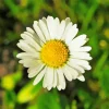 Common Daisy Diamond Painting
