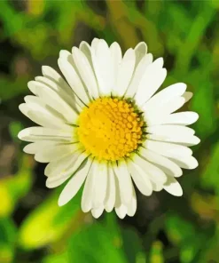 Common Daisy Diamond Painting
