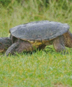 Common Snapping Turtle Diamond Painting