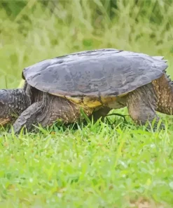 Common Snapping Turtle Diamond Painting