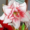 Elvas Amaryllis Art Diamond Painting