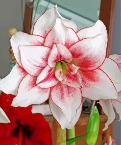 Elvas Amaryllis Art Diamond Painting