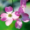 Flowering Dogwood Diamond Painting