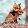 Foxes Hug Diamond Painting