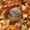 Hedgehog With Leaves Diamond Painting