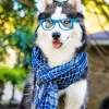 Husky Wearing Glasses Diamond Painting