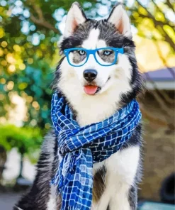 Husky Wearing Glasses Diamond Painting