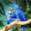Hyacinth Macaw Birds Diamond Painting