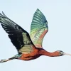 Ibis Bird Flying Diamond Painting