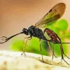 Ichneumon Wasp Diamond Painting