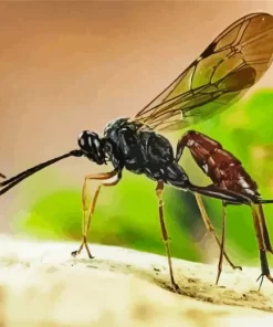 Ichneumon Wasp Diamond Painting