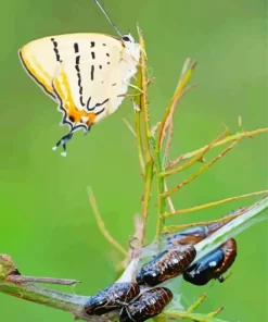 Imperial Blue Butterfly Diamond Painting