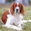 Irish Red and White Setter Diamond Painting