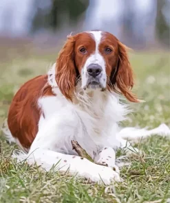 Irish Red and White Setter Diamond Painting