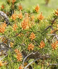 Jack Pine Plant Diamond Painting