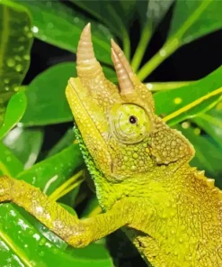 Jacksons Chameleon Diamond Painting