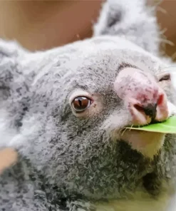 Koala Eucalyptus Diamond Painting