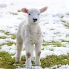 Lamb In Snow Diamond Painting