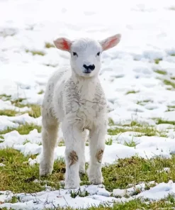 Lamb In Snow Diamond Painting