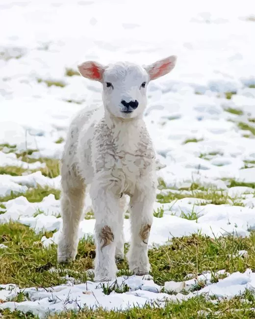 lamb in snow Diamond With Numbers Lamb In Snow Diamond Painting