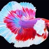 Lavender Betta Fish Diamond Painting