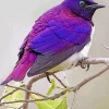 Lavender Bird Diamond Painting