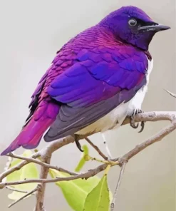 Lavender Bird Diamond Painting