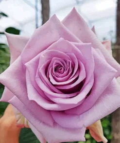 Lavender Rose Diamond Painting