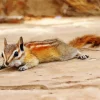 Least Chipmunk Diamond Painting