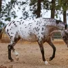 Leopard Horse Diamond Painting