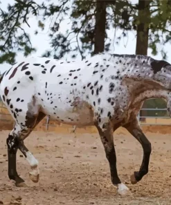 Leopard Horse Diamond Painting