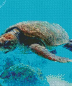 Loggerhead Sea Turtle Diamond Painting