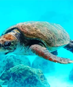 Loggerhead Sea Turtle Diamond Painting