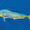 Mahi Mahi Fish Diamond Painting