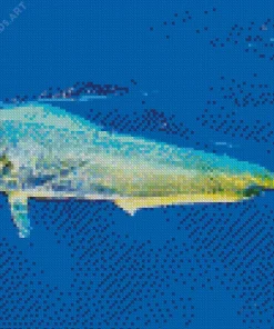 Mahi Mahi Fish Diamond Painting