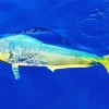 Mahi Mahi Fish Diamond Painting