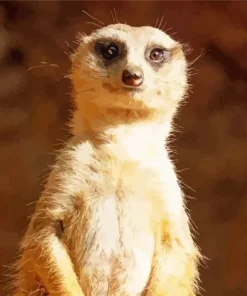 Meerkat Animal Diamond Painting