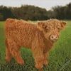 Miniature Cow Diamond Painting