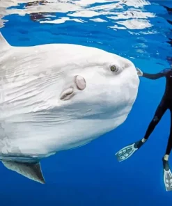 Mola Fish Diamond Painting